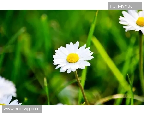 深度对话杨娜的网球人生与奋斗历程的启示与反思 深度对话杨娜的网球人生与奋斗历程的启示与反思